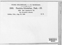 Puccinia grindeliae image